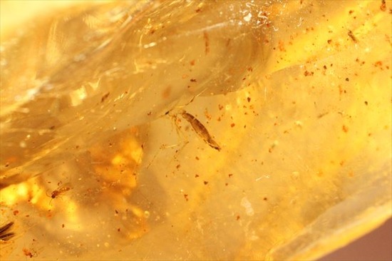 古代のカゲロウを内包した虫入りコーパル(Copal)(その14)
