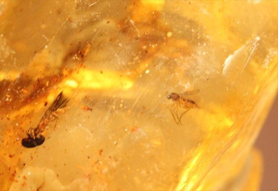 古代のカゲロウを内包した虫入りコーパル(Copal)(その15)