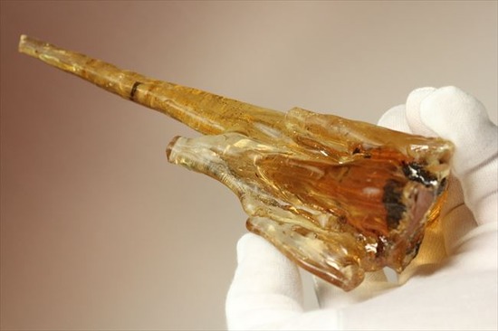 古代のカゲロウを内包した虫入りコーパル(Copal)(その19)