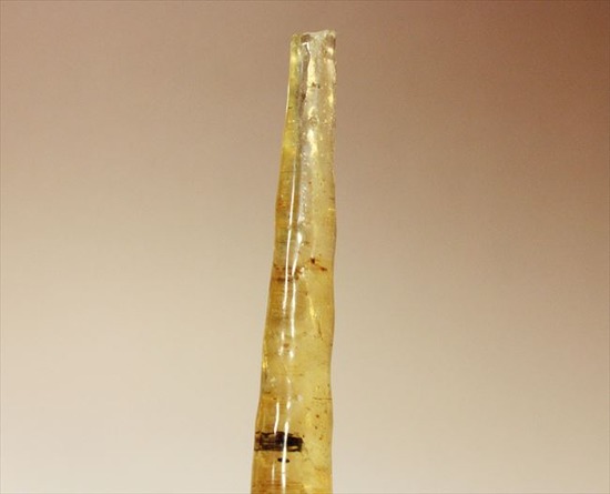 古代のカゲロウを内包した虫入りコーパル(Copal)(その4)