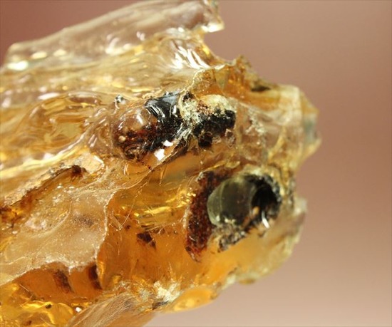 古代のカゲロウを内包した虫入りコーパル(Copal)(その7)