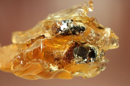 古代のカゲロウを内包した虫入りコーパル(Copal)(その8)