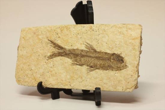 骨、ヒレのディティールまで保存されている古代の魚化石、ナイティア(Knightia)（その1）