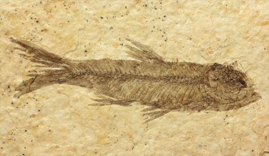 骨、ヒレのディティールまで保存されている古代の魚化石、ナイティア(Knightia)（その2）