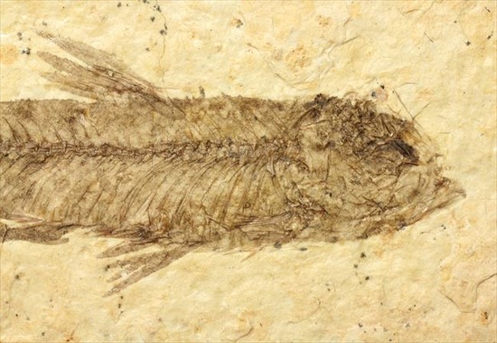 骨、ヒレのディティールまで保存されている古代の魚化石、ナイティア(Knightia)（その3）