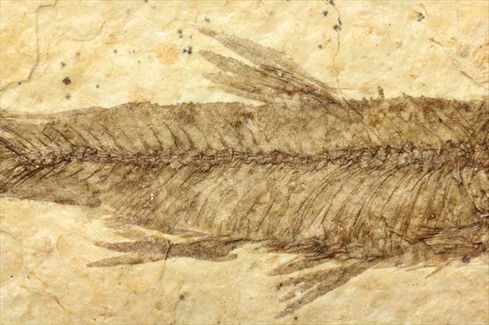 骨、ヒレのディティールまで保存されている古代の魚化石、ナイティア(Knightia)（その4）