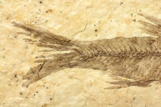 骨、ヒレのディティールまで保存されている古代の魚化石、ナイティア(Knightia)（その5）