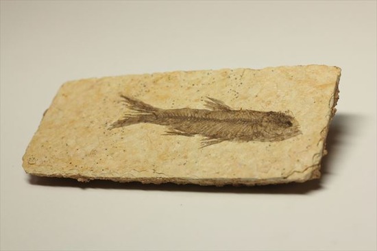 骨、ヒレのディティールまで保存されている古代の魚化石、ナイティア(Knightia)（その8）