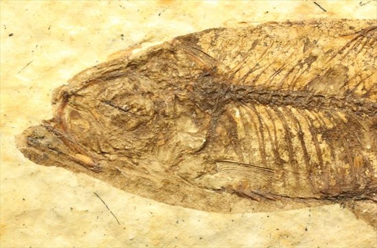 小骨の1本1本まで確認できるクオリティ！ニシン科の魚化石ナイティア(Knightia)（その10）