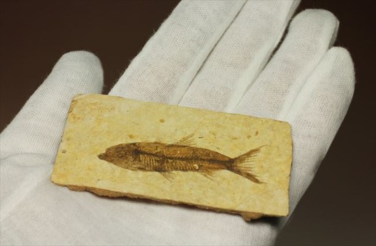 魚の化石 約10cm 楽天市場】魚 化石の通販
