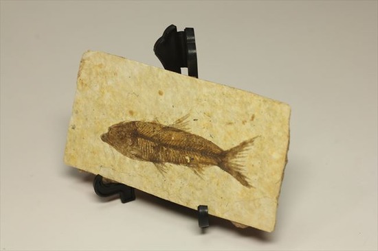 小骨の1本1本まで確認できるクオリティ！ニシン科の魚化石ナイティア(Knightia)（その9）