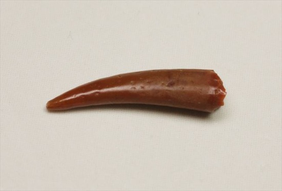 えんじ色の美しいボディ、上等品!8000万年前の翼竜アンハングエラの歯化石(その2)