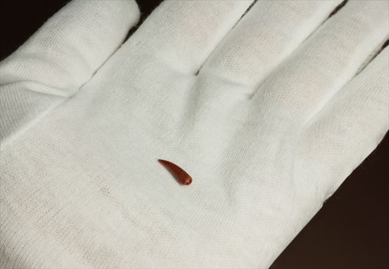 えんじ色の美しいボディ、上等品!8000万年前の翼竜アンハングエラの歯化石(その3)