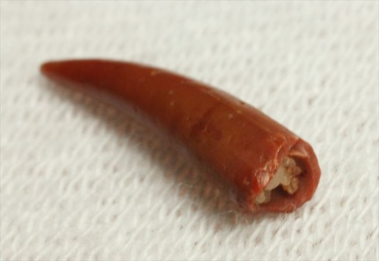 えんじ色の美しいボディ、上等品!8000万年前の翼竜アンハングエラの歯化石(その4)