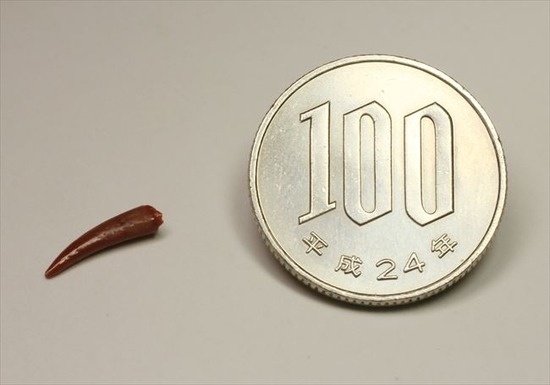えんじ色の美しいボディ、上等品!8000万年前の翼竜アンハングエラの歯化石(その6)