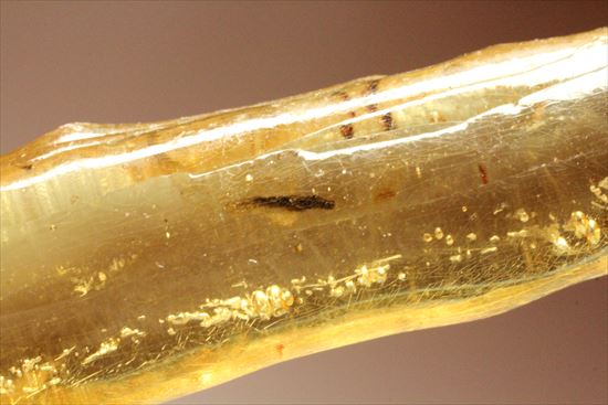 つらら状が生々しい、厚みのある虫入りコーパル(Copal)(その7)
