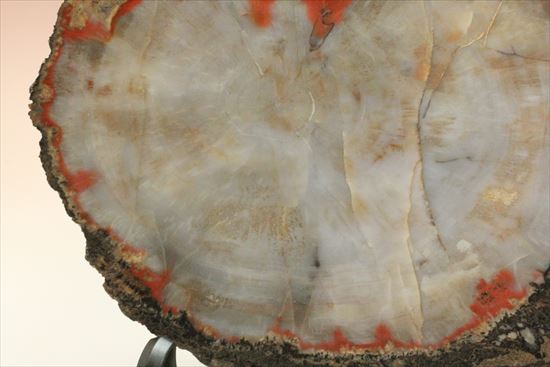 ハイクラス！希少なアリゾナ産木の美しい珪化木（樹木の幹の化石）（その10）