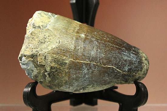 史上最強の生物に立候補。史上最大のワニ、サルコスクスの歯化石(その1)