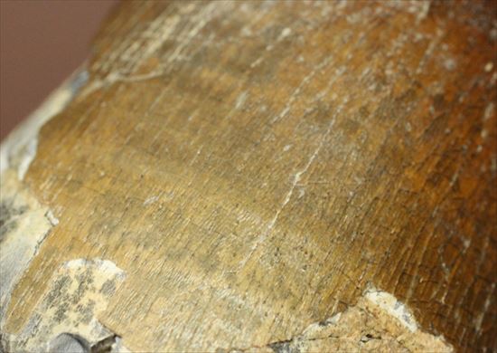 史上最強の生物に立候補。史上最大のワニ、サルコスクスの歯化石(その10)