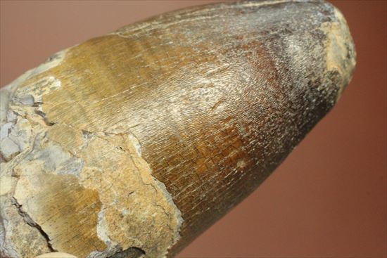 史上最強の生物に立候補。史上最大のワニ、サルコスクスの歯化石(その11)