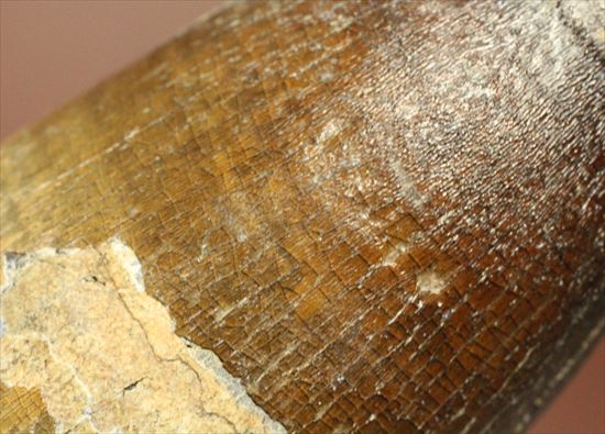 史上最強の生物に立候補。史上最大のワニ、サルコスクスの歯化石(その13)