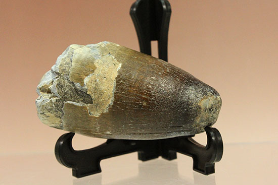 史上最強の生物に立候補。史上最大のワニ、サルコスクスの歯化石 化石 販売