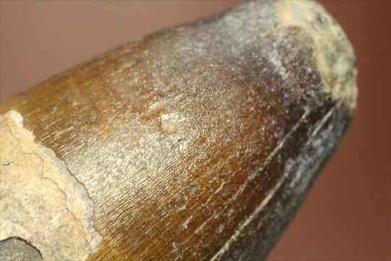 史上最強の生物に立候補。史上最大のワニ、サルコスクスの歯化石(その15)