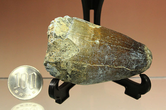 史上最強の生物に立候補。史上最大のワニ、サルコスクスの歯化石（その16）