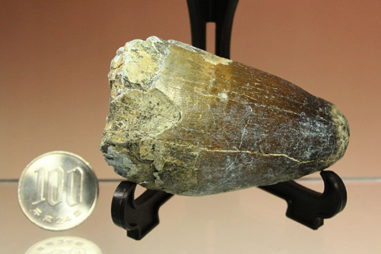 史上最強の生物に立候補。史上最大のワニ、サルコスクスの歯化石(その16)