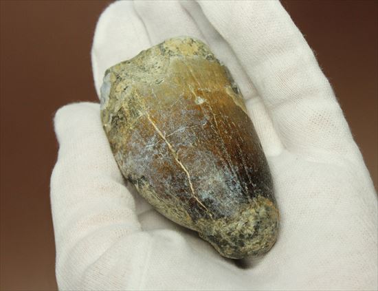史上最強の生物に立候補。史上最大のワニ、サルコスクスの歯化石(その3)
