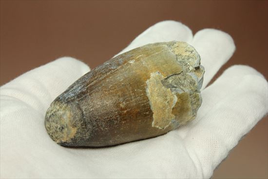 史上最強の生物に立候補。史上最大のワニ、サルコスクスの歯化石(その4)