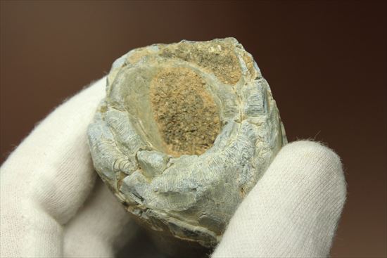 史上最強の生物に立候補。史上最大のワニ、サルコスクスの歯化石 化石 販売