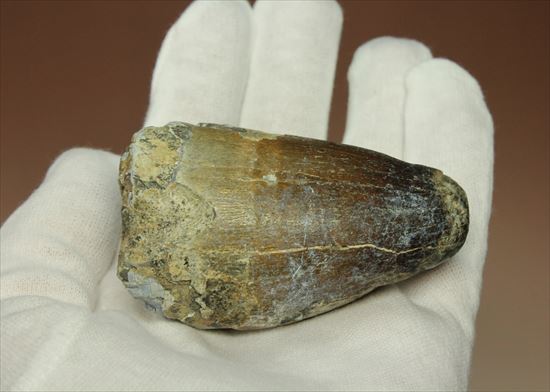 史上最強の生物に立候補。史上最大のワニ、サルコスクスの歯化石(その6)
