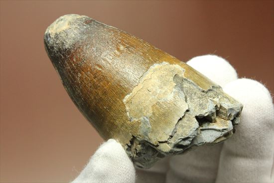 史上最強の生物に立候補。史上最大のワニ、サルコスクスの歯化石(その7)