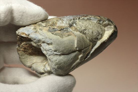 史上最強の生物に立候補。史上最大のワニ、サルコスクスの歯化石(その8)