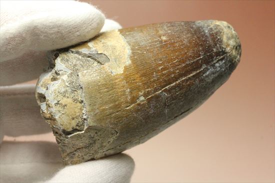 史上最強の生物に立候補。史上最大のワニ、サルコスクスの歯化石(その9)