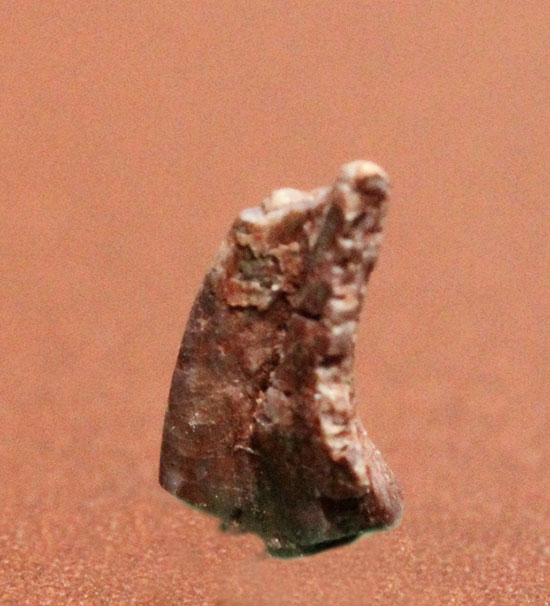 レア！コエロフィシスの爪化石（その4）