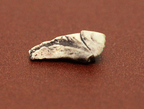 恐竜が現れる前の食物連載の頂点にいたディメトロドンの爪化石(その2)
