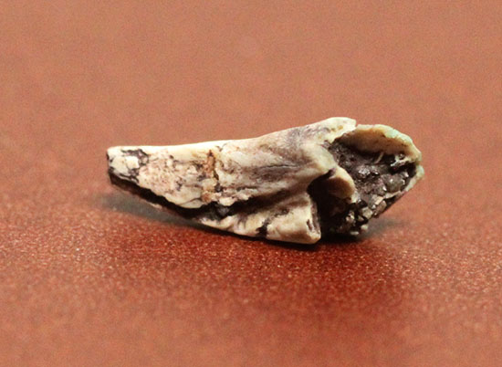 恐竜が現れる前の食物連載の頂点にいたディメトロドンの爪化石(その4)
