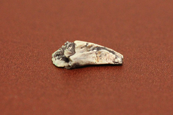 恐竜が現れる前の食物連載の頂点にいたディメトロドンの爪化石(その5)