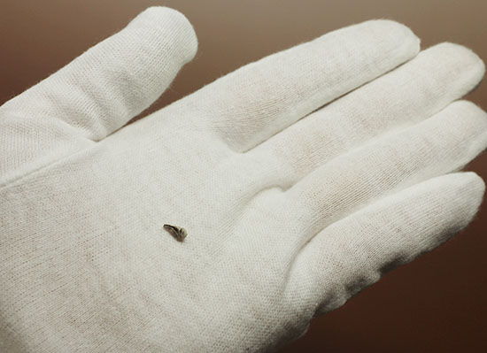 恐竜が現れる前の食物連載の頂点にいたディメトロドンの爪化石(その6)