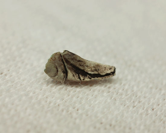 恐竜が現れる前の食物連載の頂点にいたディメトロドンの爪化石(その8)