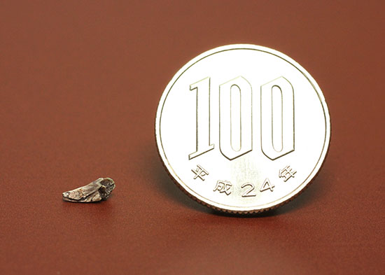 恐竜が現れる前の食物連載の頂点にいたディメトロドンの爪化石(その9)