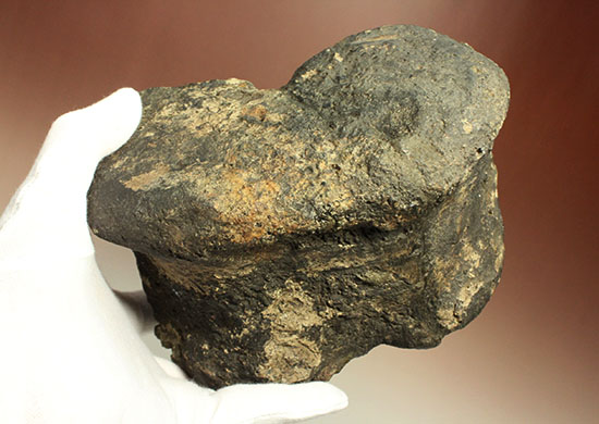 最初に記載された恐竜として名高いイグアノドンの脊椎骨(Iguanodon Vertebra)(その1)
