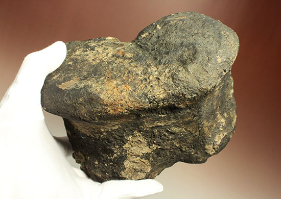 最初に記載された恐竜として名高いイグアノドンの脊椎骨(Iguanodon Vertebra)（その1）