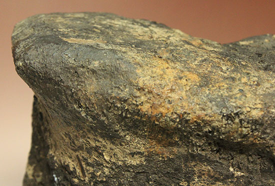 最初に記載された恐竜として名高いイグアノドンの脊椎骨(Iguanodon Vertebra)(その10)