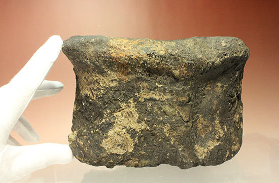 最初に記載された恐竜として名高いイグアノドンの脊椎骨(Iguanodon Vertebra)(その11)