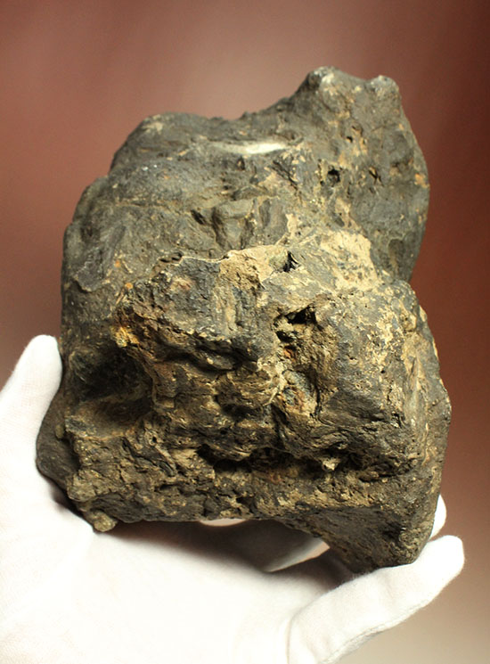 最初に記載された恐竜として名高いイグアノドンの脊椎骨(Iguanodon Vertebra)(その12)