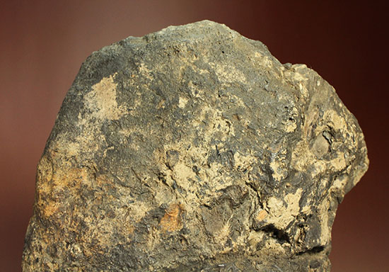 最初に記載された恐竜として名高いイグアノドンの脊椎骨(Iguanodon Vertebra)(その13)