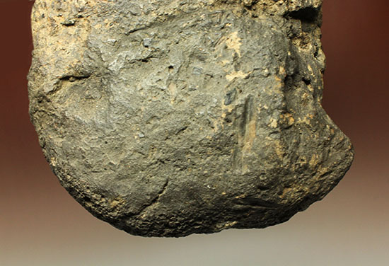 最初に記載された恐竜として名高いイグアノドンの脊椎骨(Iguanodon Vertebra)(その14)